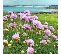 semi di Armeria marittima vecchie varietà semi di selvatici per i luoghi soleggiati resistenti balcone interno esotico estivi raro 65pcs