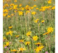 Semi di arnica, arnica montana, del rari semi di di campo da giardino 80pcs