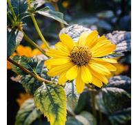 Semi di arnica - autunnali resistenti per giardinieri decorazioni giardino per esterni balcone di semi selvatici esotiche 400pcs