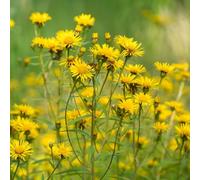 semi di arnica perenne - decorative resistenti giardino interno esotiche da balcone 35pcs
