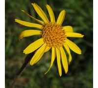 semi di arnica perenne di interni giardino perenne resistente che copre il suolo perenne resistenti - serie rare - 150pcs