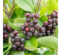 Semi di aronia, bacche di aronia, semi vecchie varietà da frutto esotico melanocarpa, Cespuglio bacche, frutto colonnare nera, per gli amanti del giardino frutteto 120pcs