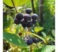 semi di aronia resistenti in vaso giardino balcone interna 20pcs