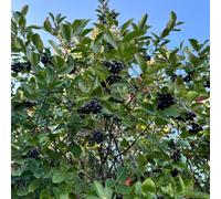 Semi di Aronia, semi di bacche di Aronia, da balcone resistenti Aronia melanocarpa, semi di aronia nera semi di frutteto, sementi biologiche balcone 60pcs