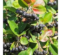 Semi di Aronia, semi di bacche di Aronia, da balcone resistenti Aronia melanocarpa, semi di per il giardino frutteto, sementi biologiche giardin 200pcs