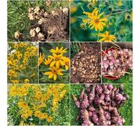 Semi di articoccio di Gerusalemme biologici - semi - Serie rara Balcone con parterre elevato, giardino interno 60pz