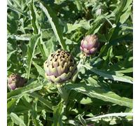 semi di artigoffa - resistenti all'inverno per contenitori, semi di ortaggi balcone tetti verdi interni balcone 500pcs