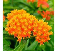 semi di Asclepias autunnali resistenti vecchie varietà resistenti per giardini rocciosi esotico per i luoghi soleggiati semi di 350pcs