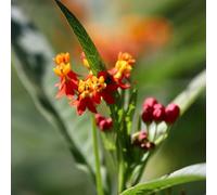 Semi di Asclepias, semi di asclepiade, da balcone resistenti Asclepias curassavica, resistenti all'esterno rustiche per balconi regali sostenibili per le donne 100pcs