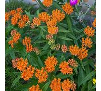 Semi di Asclepias tuberosa - semi di resistenti per balconi perenne resistente che copre il suolo 150pcs