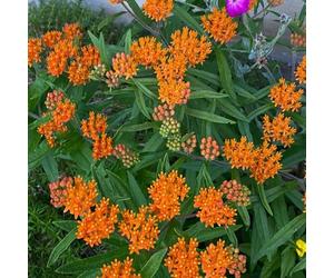 Semi di Asclepias tuberosa - semi di resistenti per balconi perenne resistente che copre il suolo 150pcs