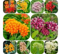 Semi di Asclepias - vecchie varietà semi di resistenti per giardini rocciosi farfalle raro per luoghi soleggiati estivi resistenti decorazioni da 600pcs