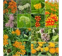 Semi di asclepie - perenne resistente che copre il terreno Decorazione di semi per balconi resistenti asclepie selvatiche 300pcs