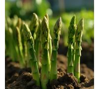 Semi di asparagi biologici, esotici per gli amanti del giardino Le da giardino sono resistenti con semi invernali 150pcs