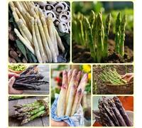 Semi di asparagi biologici, Le da giardino sono per gli amanti del giardino 300pcs