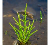 Semi di asparagi di mare - da balcone resistenti Salicornia europea - rustiche per balconi aromatiche rare semi di cucina dell'orto 50pcs