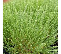 semi di asparagi di mare freschi, balcone, rialzata varietà antiche, del giardino fresche, vecchie 150pcs