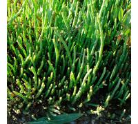 semi di asparagi di mare freschi, perenne resistente, interno varietà antiche, balcone del giardino, 200pcs