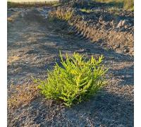 semi di asparagi di mare - varietà antiche, giardino indoor copertura del 30pcs