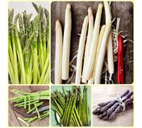semi di asparagi, Le da giardino sono resistenti Asparagi officinali, balcone per gli amanti del giardino da orto 150pcs