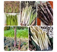 semi di asparagi - letto rialzato balcone varietà antiche giardino 180pcs