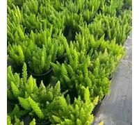 Semi di asparagi ornamentali, da balcone resistenti Semi di Asparagus densiflorus, semi esotici regali per gli amanti del giardino roccioso 300pcs