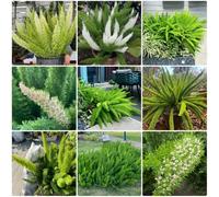 Semi di asparagi ornamentali, regali per gli amanti del giardino Semi di Asparagus densiflorus, da appartamento esotiche da balcone resistenti 300pcs