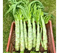 Semi di asparagi per insalata - invernali balcone Lactuca sativa var. angustana - verdi acquistarere di invernali seminare vecchie varietà 200pcs