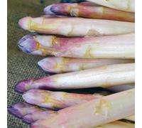 semi di asparagi, resistenti per il giardino da balcone, varietà antiche, 800pcs