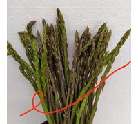 Semi Di Asparagi Selvatici 1,000 semi 60,00€spedizione gratuita