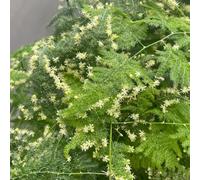 Semi di asparago felce, da balcone Asparagus Setaceus, felce di asparago, semi verdi vecchie varietà sempreverdi resistenti bambù d'appartamento facili da curare 200pcs