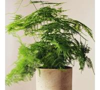 Semi di asparago felce, d'appartamento facili da curare Asparagus Setaceus, semi di vecchie varietà regali per gli amanti del giardino serre da balcone 125pcs