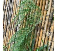 Semi di asparago felce, resistenti per il giardino Asparagus Setaceus, d'appartamento che purificano l'aria sempreverdi resistenti da ufficio verdi serre da balcone 100pcs