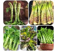 Semi di asparago lattuga - invernali verdi resistenti per giardini rocciosi balcone con per i luoghi soleggiati resistenti d'appartamento rare 450semi