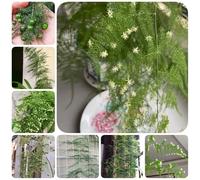 Semi di asparago - resistenti all'esterno verdi semi di resistenti per il giardino da balcone vecchie varietà prodotti sostenibili d'appartamento facili da 125pcs