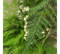 Semi di asparago - resistenti per il giardino vecchie varietà serre da balcone semi di regali per gli amanti del giardino da ufficio esotiche balcone prodotti sostenibili 55pcs