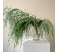 Semi di asparago - verdi semi di d'appartamento facili da curare resistenti per il giardino serre da balcone balcone d'appartamento esotiche che purificano l'aria 180pcs