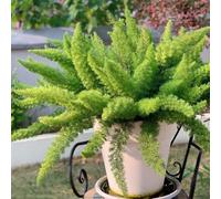 Semi di Asparagus densiflorus, da balcone resistenti semi di asparagi ornamentali, regali per gli amanti del giardino esotici da giardino resistenti 250pcs