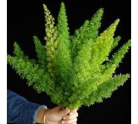 Semi di Asparagus densiflorus, decorazione da giardino per esterni semi di asparagi ornamentali, per il giardino da balcone 200pcs