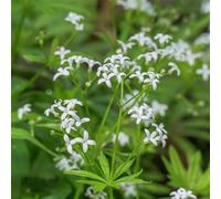 semi di asperula resistenti ornamentali rare organico esotico verdi per giardinieri giardino vecchie varietà aiuole rialzate 700pcs