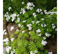 semi di asperula semi di resistenti esterno in vaso vecchie varietà aiuole rialzate coltivazione giardino selvatiche verdi prodotti 300pcs