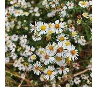 semi di aster, Aiuole rialzate il giardino balcone, 250pcs