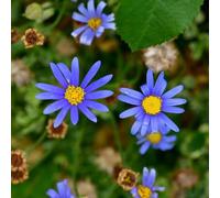 Semi di aster - da balcone esotico decorazioni da giardino per esterni estivi copertura del terreno resistenti per gli amanti del giardino 700pcs
