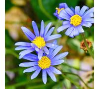 semi di aster d'appartamento rare vecchie varietà selvatici rupestri all'ombra interno balcone resistenti giardino per esterni 70pcs