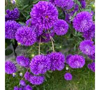 semi di aster estivo per i luoghi soleggiati resistenti balcone semi di selvatici resistenti per giardini rocciosi copertura del terreno 950pcs