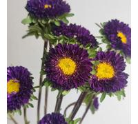 semi di aster estivo, recisi decorazioni giardino esterni 800pcs