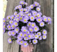 semi di aster - giardino resistenti balcone selvatici perenni aiuola tappezzante 1000pcs