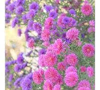 semi di aster giardino roccioso balcone resistenti interno amanti dell'ombra d'appartamento rare 250pcs