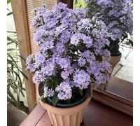 semi di aster, giardino roccioso, resistenti il pieno sole 150pcs
