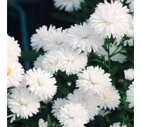 Semi di aster per zone soleggiate resistenti rare balcone tappezzanti interno rialzata del decorazioni per il soggiorno 750pcs